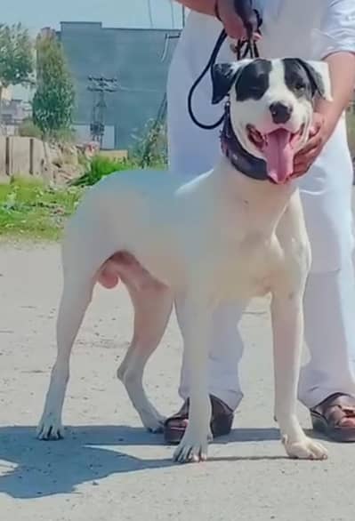 lapa gultair male 8 mount