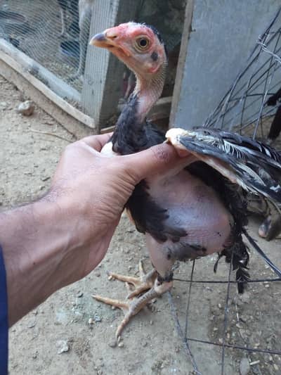 Pure Thai aseel hen with 6 babies pure bloodline