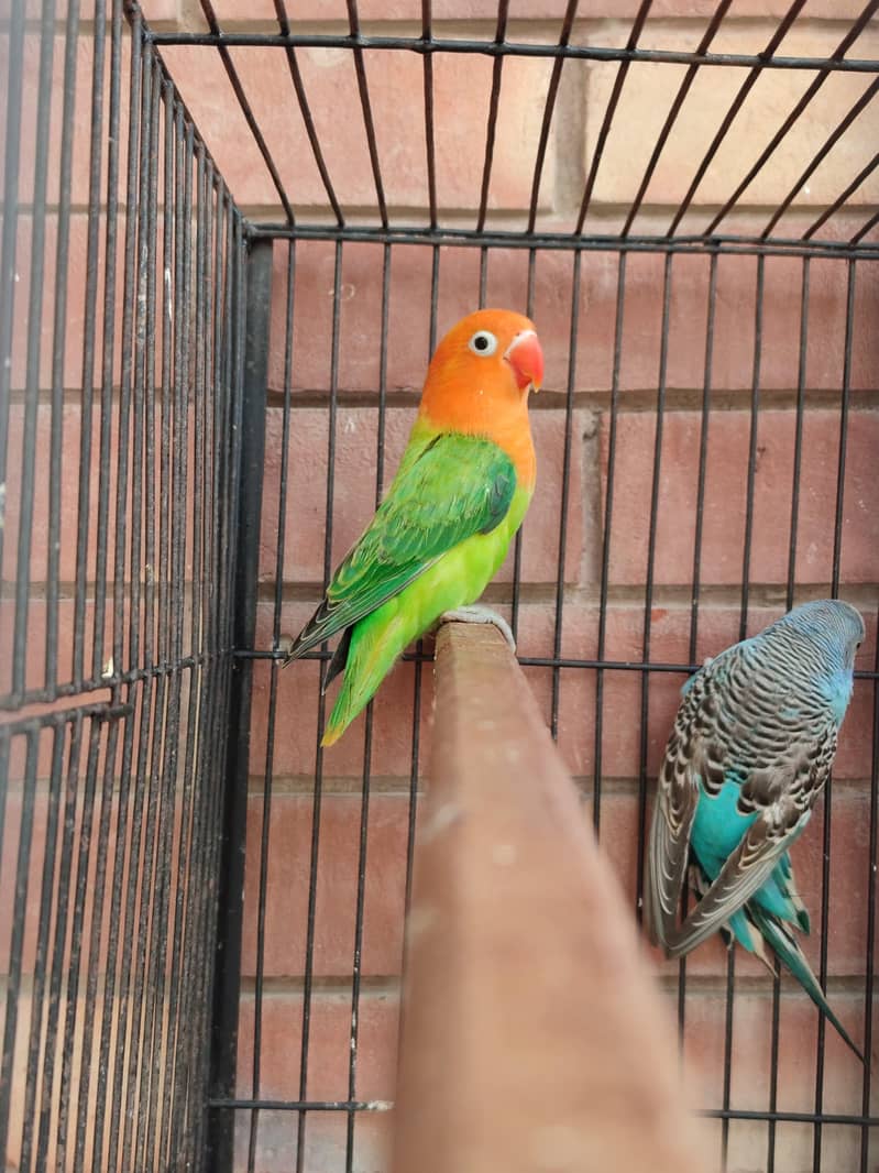 green opaline split ino split bl1b2 0