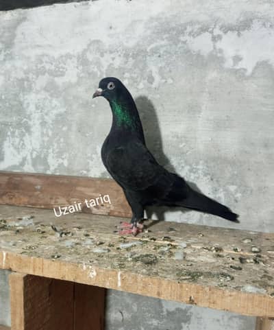 valgo tumbler or khal guldar kalyara kasni khal