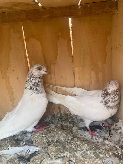 6 pairs for sale mix breeds