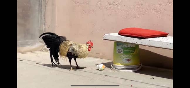 Adult Phoenix Onagadori Japanese Long Tail Full Sized For sale