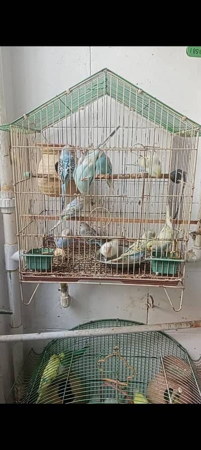 Budgie Birds