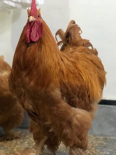 Golden heavy buff pair for sale