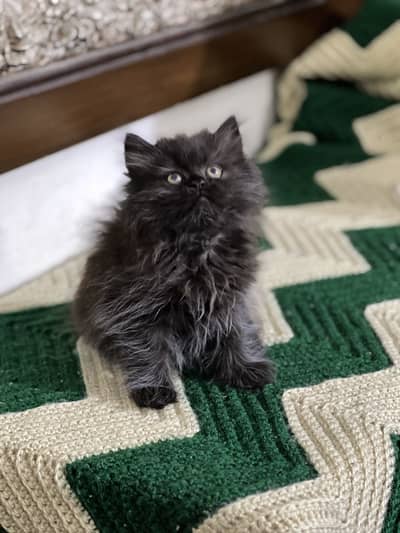 Persian black  punch face male kitten triple coated for sale