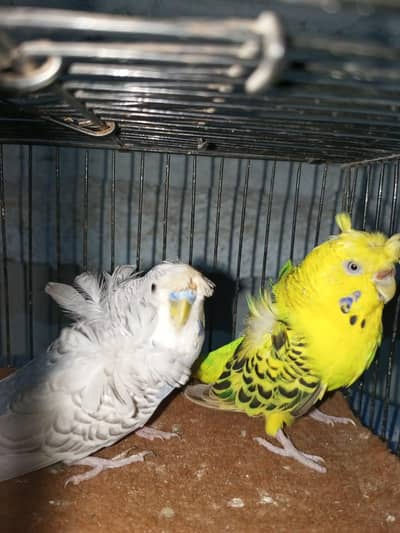 2 pairs Hogoromo double flower and  1 pair BW female and BW split ale