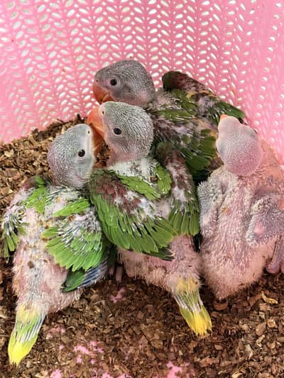 Kashmiri Raw chicks available