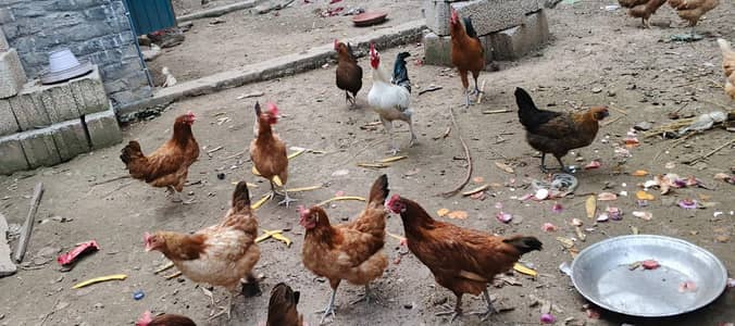 desi hens setup of 13 murgian + 2 murghy