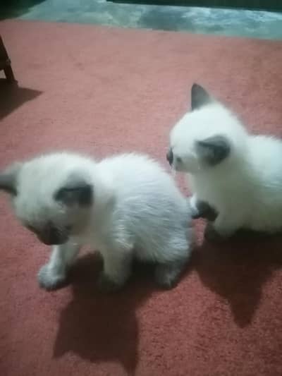 siamese kitten