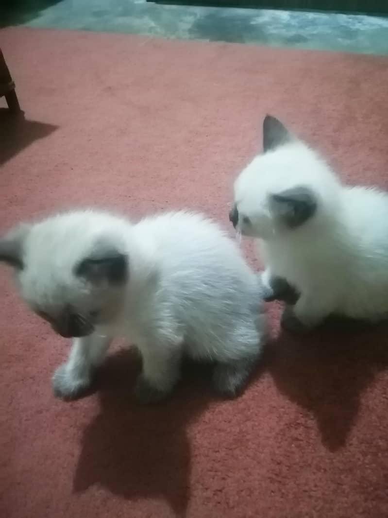 siamese kitten 0