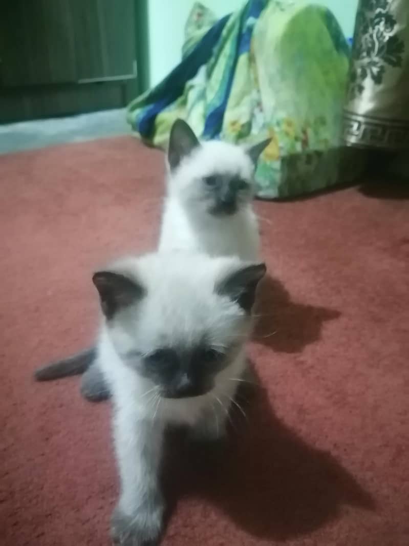 siamese kitten 1