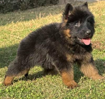German shepherd puppies for sale healthy 0326=65=49=136