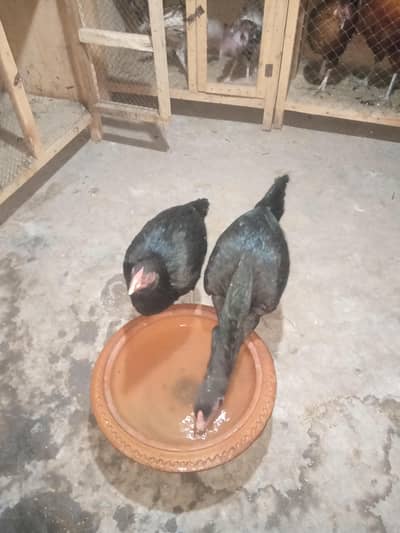 Aseel murgi 2 and murga 1 murgia 2