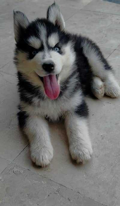 Healthy Siberian Husky Puppies with Blue Eyes for Sale