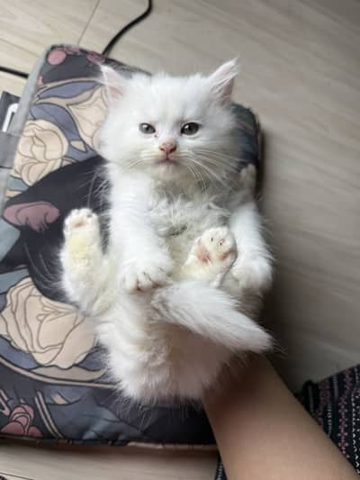 Persian kitten
