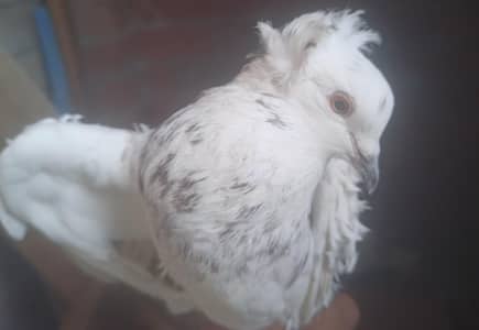 firel back healthy pair