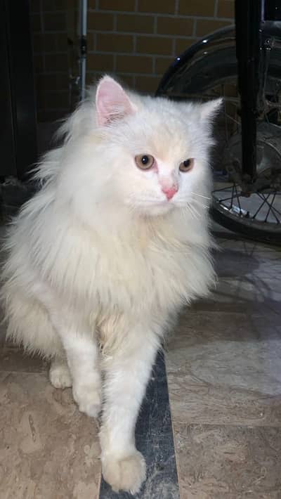 male Persian for sale