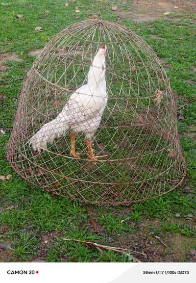 High quality Heera Aseel