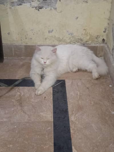 persian cat