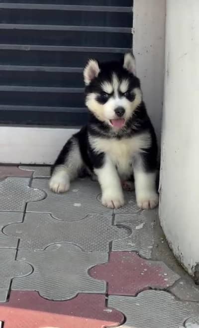 jis bhai ko chye wohi rabta kara