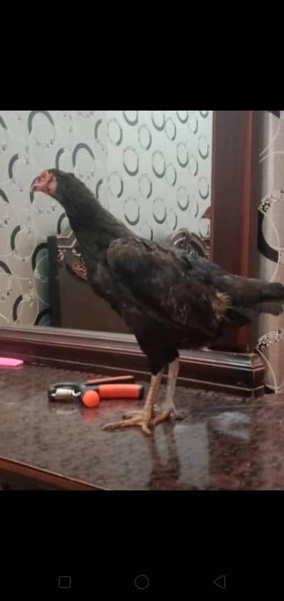 black aseel hai gher ki  rabta number 03254852307