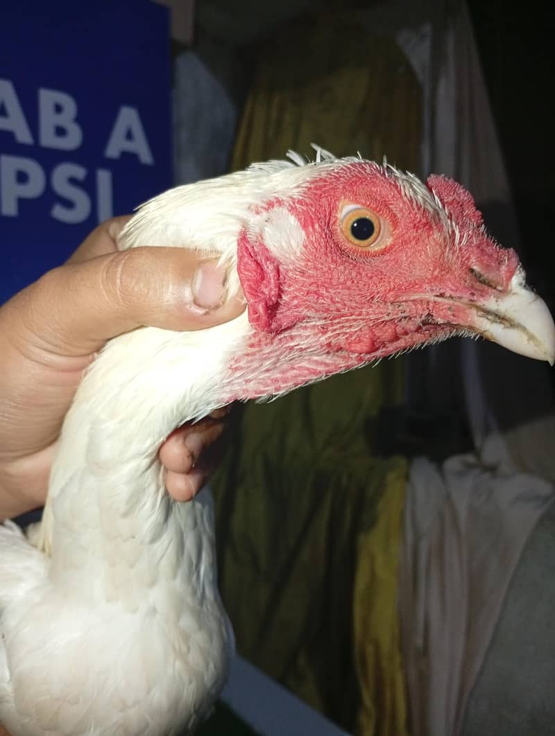 2 patha White heera pathaa 1