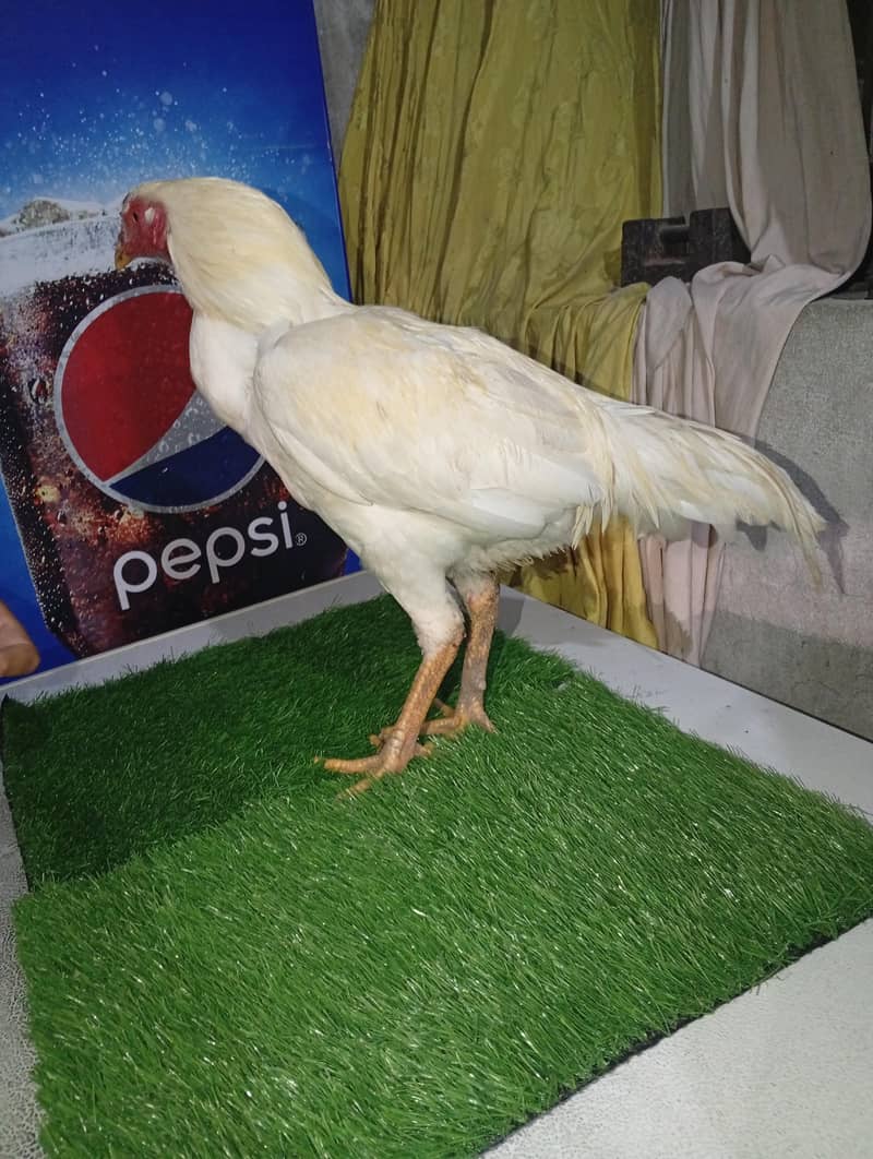 2 patha White heera pathaa 2