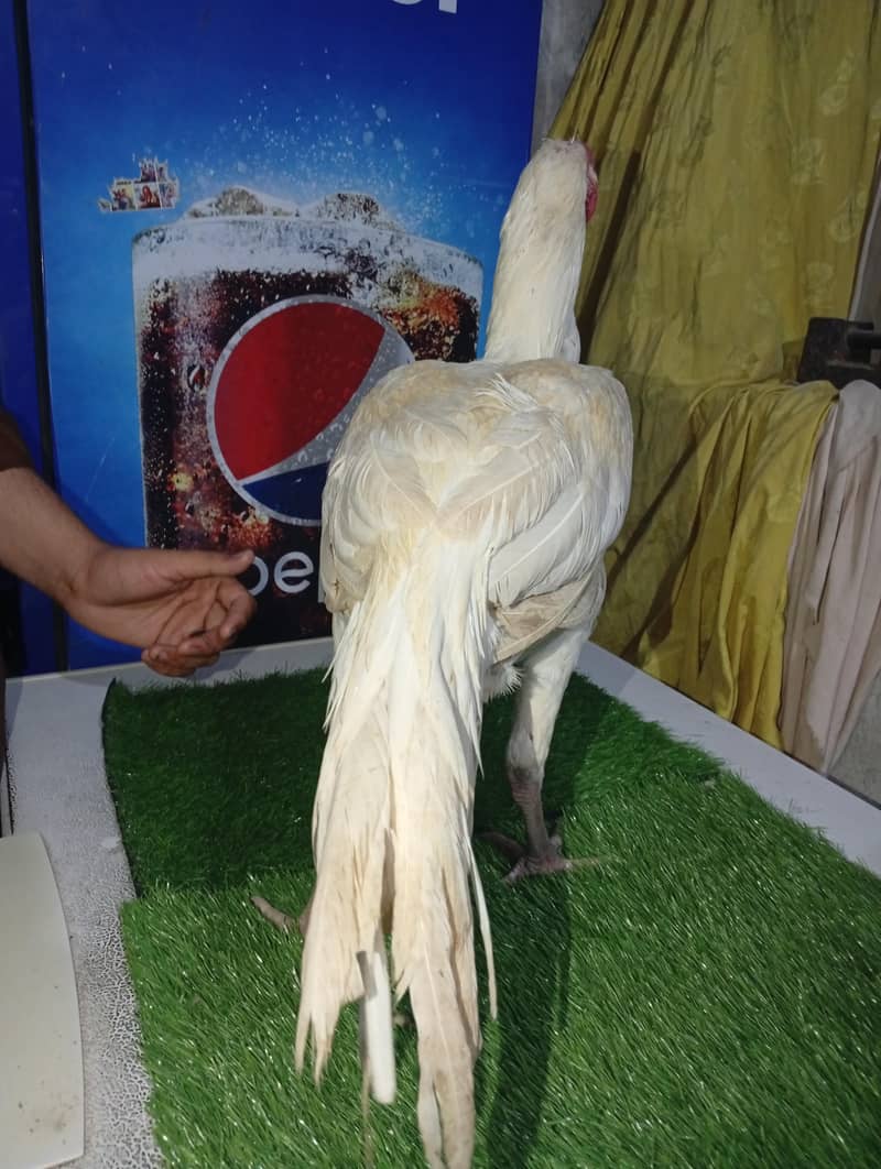 2 patha White heera pathaa 3