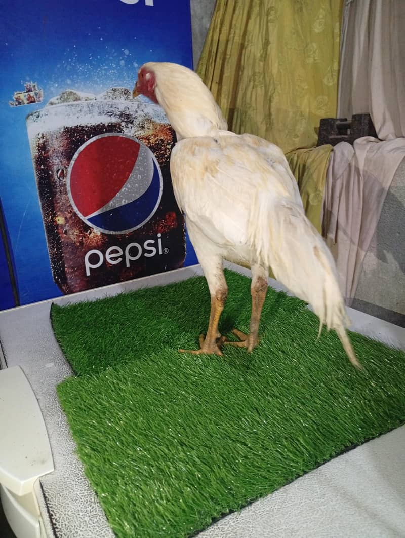 2 patha White heera pathaa 4