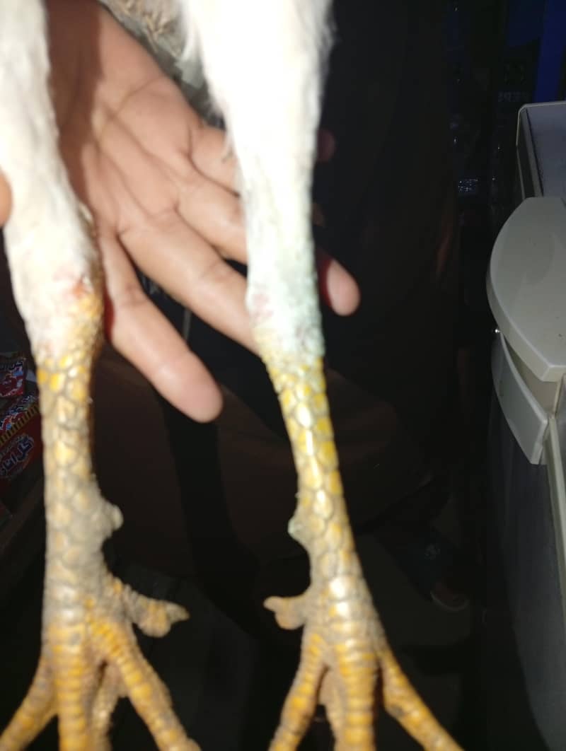 2 patha White heera pathaa 6