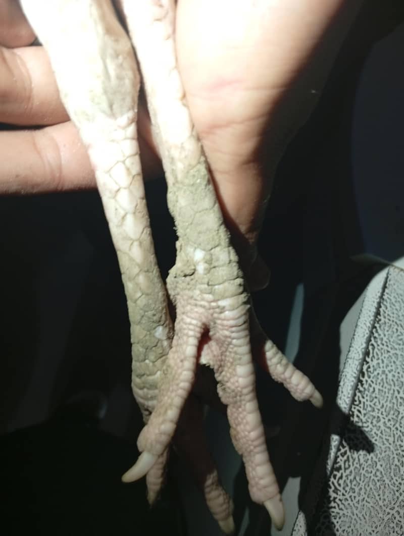 2 patha White heera pathaa 7