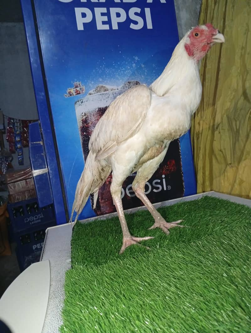 2 patha White heera pathaa 8