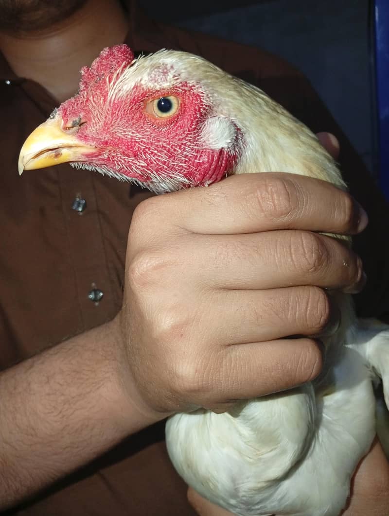 2 patha White heera pathaa 9