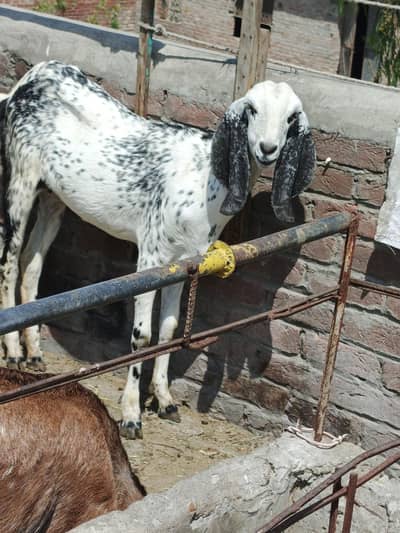 white makhi cheeni path