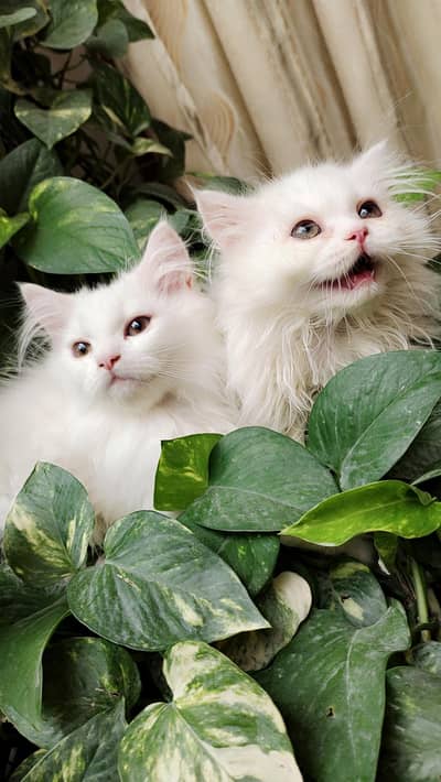 Persian Triple Coat pure White