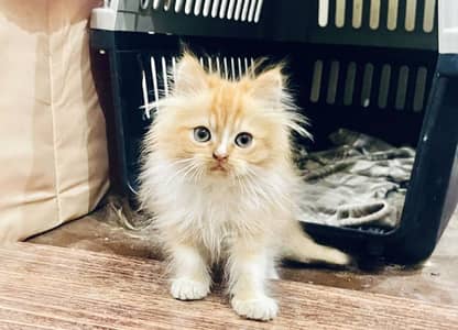 Pure Persian Male Kitten