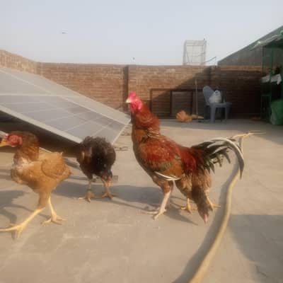 mianwali pair for sale 0301_4388928