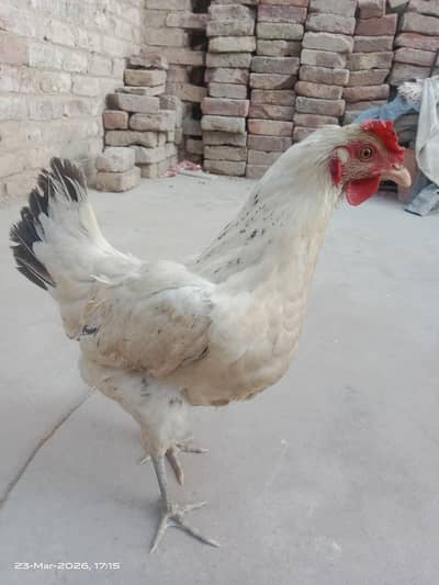 Misri hen full active