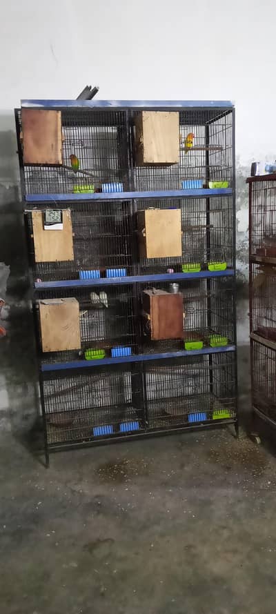 all set up        all  cage.  and all love  bird