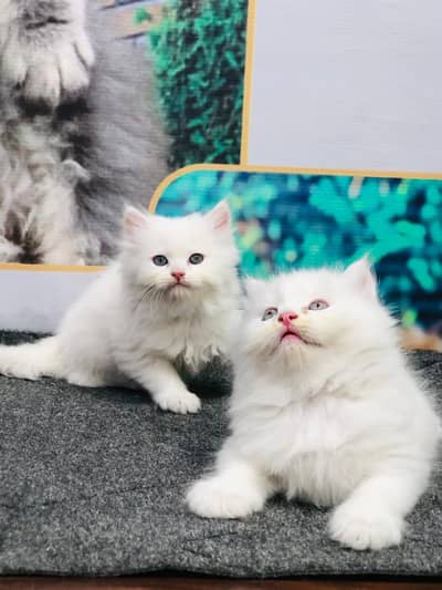Persian breed kittens for sale Cash on delivery available