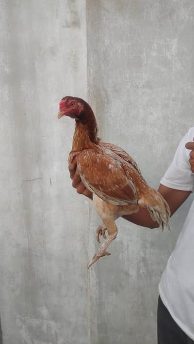 Aseel murgi or chicks