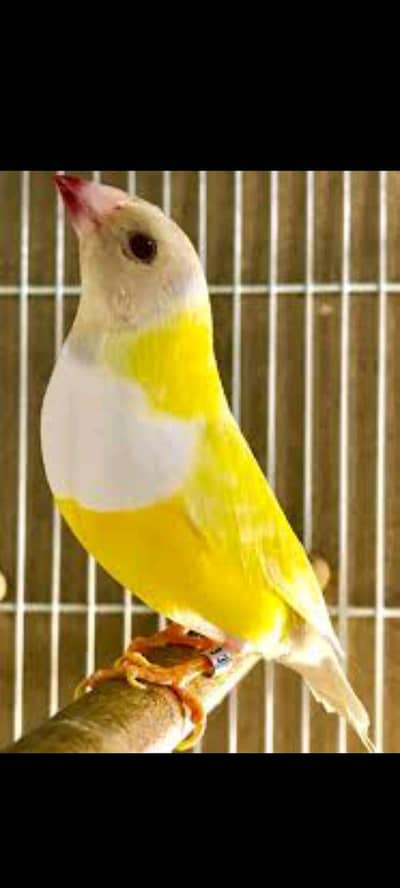 goldien finch breeder female for sale