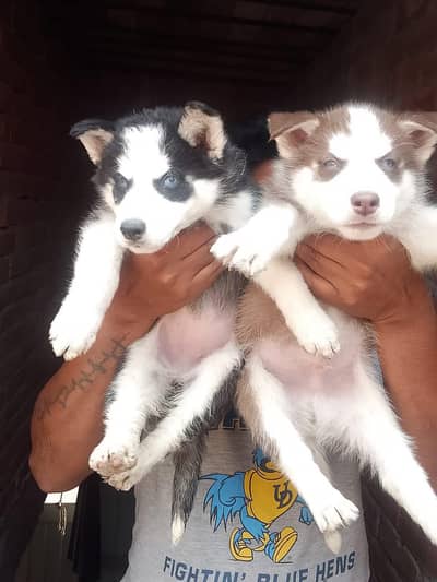 suberian husky puppies / suberian husky dog / dog for sale