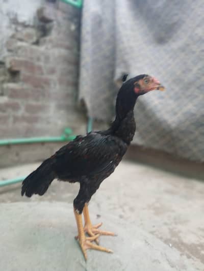 pure mianwali aseel offer