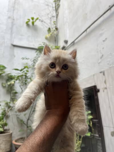 Kitten pair for sale