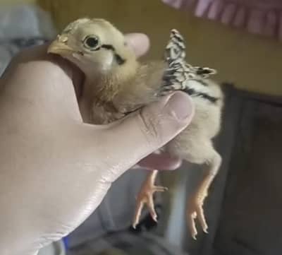AMROHA ASEEL CHICKS FOR SALE