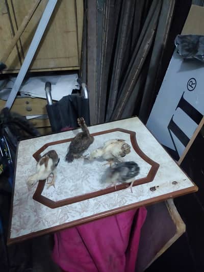 aseel mianwal 4i chicks