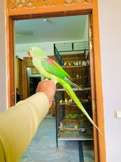 raw parrot female