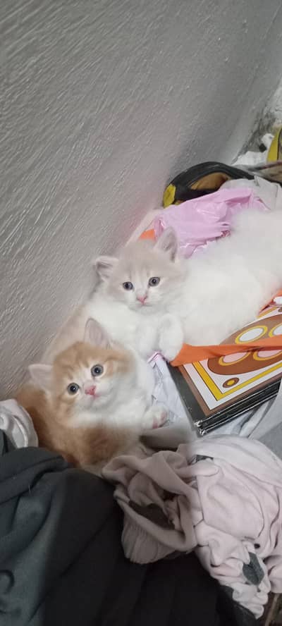 cute kittens for sale