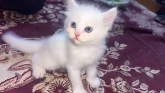 Persian cat